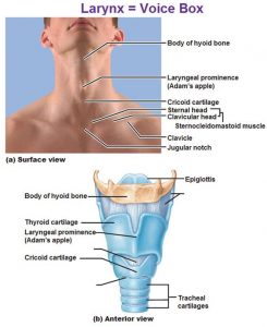 larynx